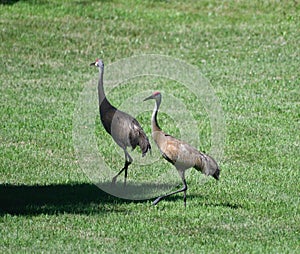 A Pair Of Sandhill Cranes