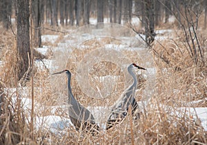 Two Sandhill Cranes in Snowy Woodland Marsh Back to Back