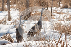 Two Sandhill Cranes in Snowy Woodland Marsh
