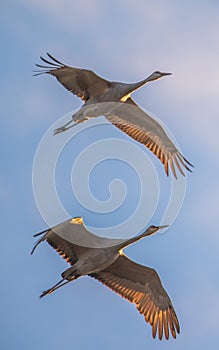 Pair of sandhill cranes in flight at sunset before landing to roost for the night during fall migrations at the Crex Meadows Wildl