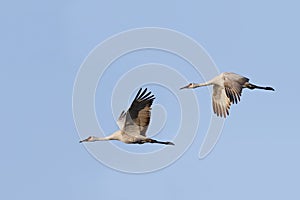 Pair of Sandhill Cranes Grus canadensis in flight - Gainesvill