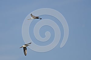 Pair of Sandpipers Flying in a Blue Sky