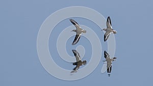 Pair of Sandpipers Flying over Water