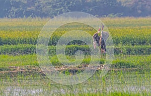 A pair of Sarus crane calling