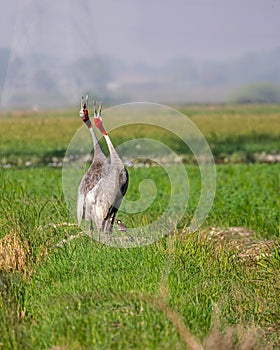 A Pair of Sarus Crane calling