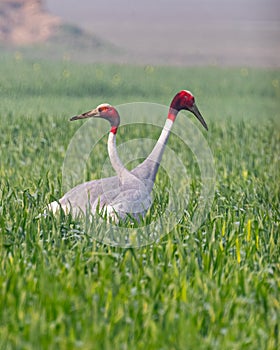 A pair of Sarus Crane