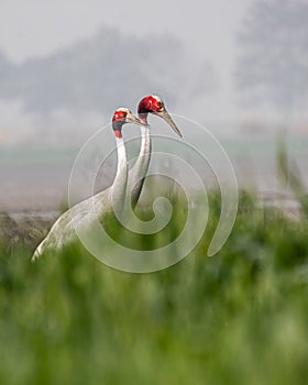 A Pair of Sarus Crane strolling