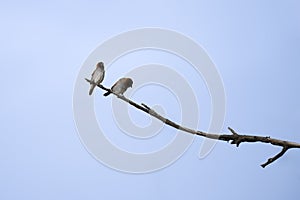 Pair of scaly breasted munia perched on the branch of the tree