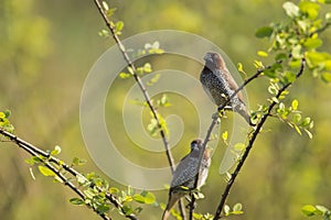 Pair of scaly breasted munia sitting on branch