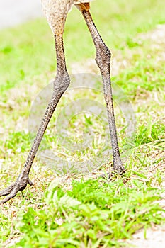 Pair of, scaly, long legs of, a Sand Hill crane