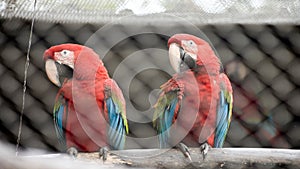 Pair of Scarlet macaw (Ara macao) a large Red parrot sitting behind the bar in Kolkata zoo.