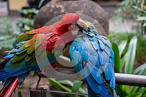 Pair of Scarlet Macaws (Ara ararauna