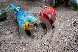 Pair of Scarlet Macaws (Ara ararauna