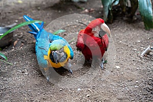 Pair of Scarlet Macaws (Ara ararauna