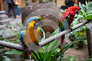 Pair of Scarlet Macaws (Ara ararauna