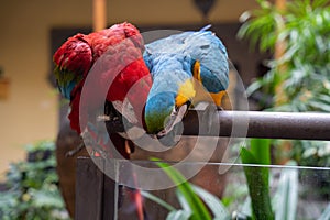 Pair of Scarlet Macaws (Ara ararauna