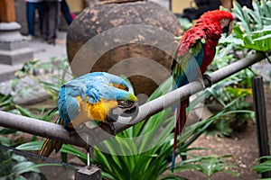 Pair of Scarlet Macaws (Ara ararauna