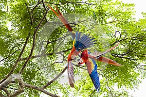 Pair of scarlet macaws, Ara macao or Arakanga