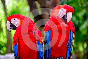 A pair of scarlet macaws