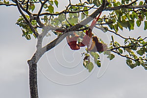 pair of Scarlet Macaws in tree