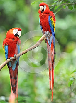 Pair of scarlet macaws in tree, costa rica