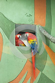 Pair of scarlet red and yellow macaw parrots