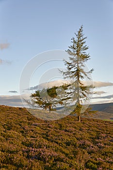 A pair of Scots pine growing within the heather filled slopes of the Brown Caterthun Pictish Fort near Edzell.