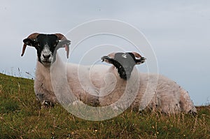 A pair of Scottish Blackface Sheep on the Island of Mull,Scotland,UK.