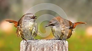 Pair of Scrub Wrens