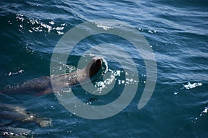 Pair of sea lions making a show