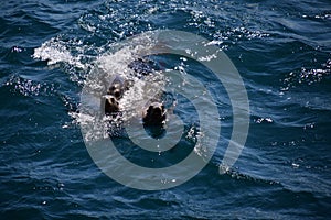 Pair of sea lions making a show