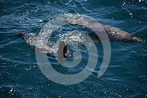 Pair of sea lions making a show