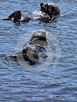Pair of Sea Otters Floating on his Back