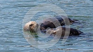 Pair of sea otters floating in Pacific ocean at Homer Alaska USA