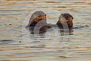 Pair Of Sea Otters