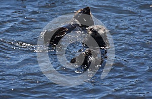 Pair of Sea Otters on their Backs