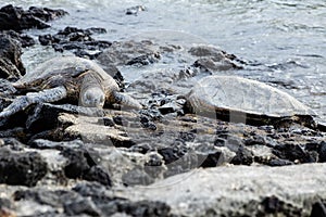 A pair of sea turtles sunning on a rocky shoreline
