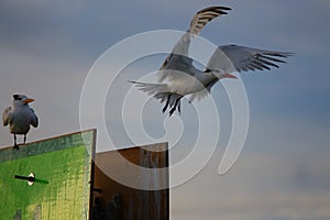 Pair of Seagull rest in a structure in the middle of the sea