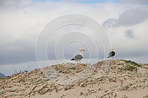 A pair of seagulls on the dunes in front of a dramatic sky. South Africa.