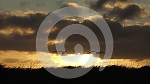 Pair of seagulls gliding on breeze sunrise