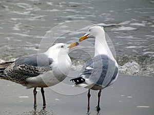 A pair of seagulls has a loving conversation photo