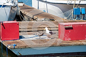 Pair of seagulls larus californicus on a floating dock with fishing boats in the background