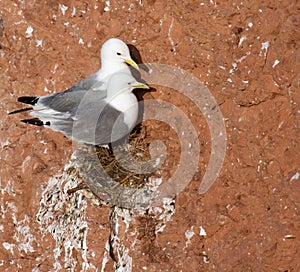 A pair of seagulls nesting