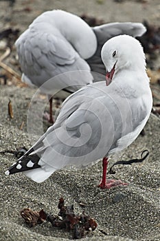 Pair of seagulls preening their feathers on the sand beach.