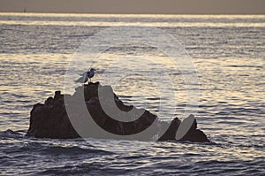 Pair of seagulls on the rocks at sunset