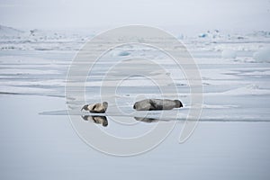 A pair of seals