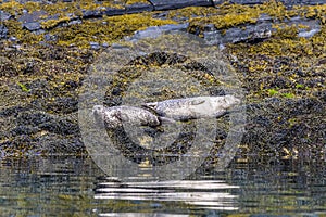 A pair of seals basking on an islet in the Firth of Lorn near to Oban, Scotland