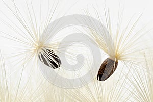 Pair of seeds with white pappus of a blessed milkthistle on white background close up