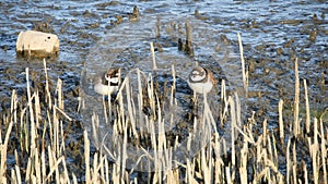 A Pair of Semipalmated Plovers Standing in the Marsh