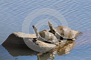 A pair of Serrated Hinged Terrapin Pelusios sinuatus basking in the sun on a rock together